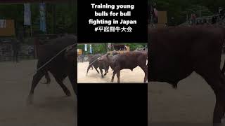 Bull Fighting japan  Training young bulls for professional bullfighting 平庭闘牛大会 [upl. by Larrabee]