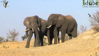 Elephants On Parade  African Wildlife Sightings [upl. by Loftis]