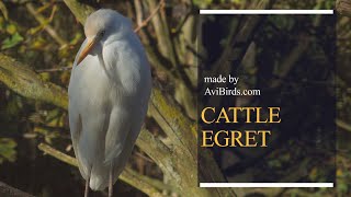 Cattle Egret Bubulcus Ibis [upl. by Nali]