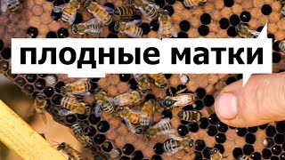 Пасека 34 Как сделать двух маточную семью  Плодные маткиПасека Пчеловодство [upl. by Fachini]