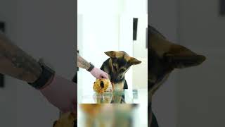 German Shepherd Chicken ASMR shorts [upl. by Cawley]