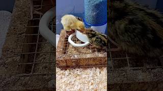 3 days old QUAIL CHICKS 🐣 cute FRESHLY HATCHED Coturnix Quail Birds Shorts quailshorts quailbird [upl. by Eki]