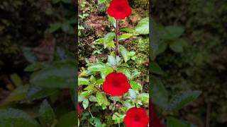 Achimenes plant kerala garden ideas youtubeshorts trendingshorts flowers  shorts feed [upl. by Kiri]