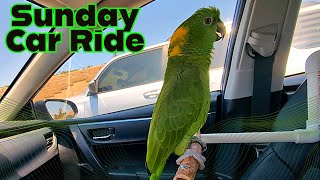 Charlie Murphy the Parrot riding in car noisy Sunday [upl. by Ailati559]