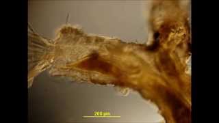 The Beautiful Bryozoan  Plumatella punctata 1 Feeding and Movements [upl. by Trisha]