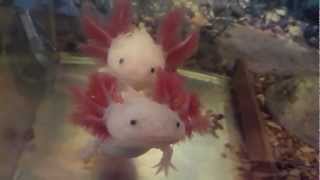 Axolotl Ambystoma Mexicanum HD [upl. by Aicert]