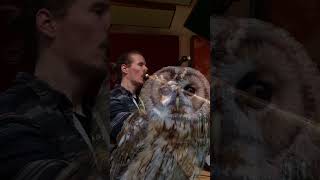 Tawny Owl Sound Design  Follow the meaning [upl. by Ehudd]