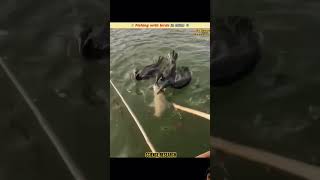 Fishing with birds in China  Cormorant birds 🦩🦩sciencefacts daliyfacts ytshorts [upl. by Rafaj]