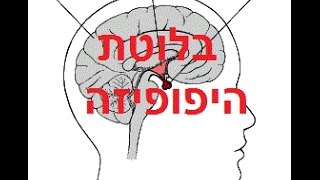 בלוטת ההיפופיזה בלוטת יותרת המוח הורמוני היפופיזה יותרת המוח הורמונים קובי עזרא [upl. by Ailices]