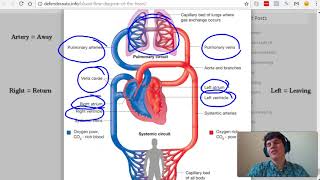 MCAT Question of the Day Blood Flow through the Heart [upl. by Nolasba610]