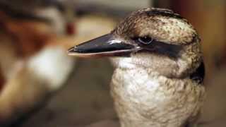 Hinckley the Laughing Kookaburra [upl. by Suiramed869]