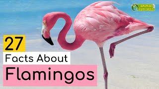 27 Facts About Flamingos  Learn All About Flamingos  Animals for Kids  Educational Video [upl. by Sowell254]