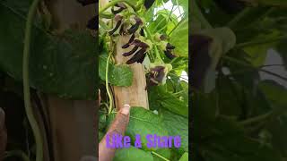 Mucuna Pruriens velvetbeans velvet veteran farmer homestead homesteading miami [upl. by Crotty152]