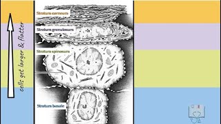 Keratinized Epithelium Oral Epithelium [upl. by Enawtna]