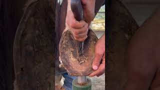 Horseshoe Cleaning  Nature Portal horseshoeing horse horses nature [upl. by Stanly]