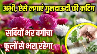 गुलदाउदी की कटिंग कैसे लगाएं  Guldaudi ki Cutting Kaise Lagaye  Chrysanthemum [upl. by Dercy]