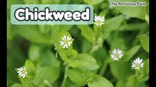 Chickweed  Delicious Edible Wild Plant  Has AntiCancer Properties amp May Help with Hemorrhoids [upl. by Gladi]