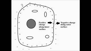 Origin of Bioelectric Signals  Basic Concepts [upl. by Kenelm]