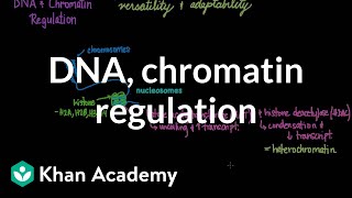 DNA and chromatin regulation  Biomolecules  MCAT  Khan Academy [upl. by Lucy323]