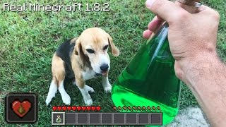 Real Life Minecraft  POTION OF POISON [upl. by Darlleen]