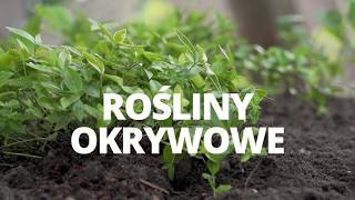 ROSLINY OKRYWOWE [upl. by Apps81]