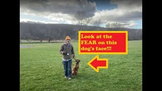 Dog Trainer Reviews Peter Caine   President Of The Bigfoot Community [upl. by Egag770]