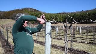 Pruning Grapevines in Wisconsin for Cold Climate  14 Year Old Vines 20 Year Old Vines amp Concord [upl. by Neyugn]