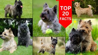 Cairn Terrier Dog 2024 [upl. by Odlanir]