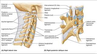 Major Ligaments of the Cervical Spine [upl. by Liam]