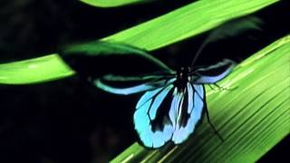 Worlds Largest Butterfly the Queen Alexandras Birdwing [upl. by Litnahs]