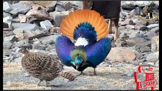 Monal Pheasant In PakistanHimalayan Monal BirdPheasant SoundsBeautiful Birdsharoonkhanhunter [upl. by Estis]