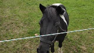 Pferd frisst Quitten Früchte auf Reitsport Reitstall Koppel Wiese [upl. by Kast613]