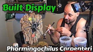 I did a thing  Phormingochilus Carpenteri  Sulawesi Giant Black fyp youtube subscribe [upl. by Garett]