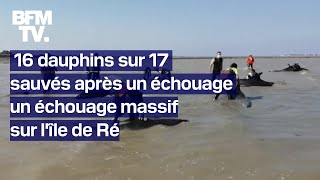 16 dauphins sur 17 ont été sauvés après un échouage massif sur lîle de Ré [upl. by Irby]