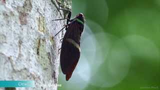 Cicada  Tacua Speciosa [upl. by Ihtac554]