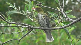 Olivebacked Oriole 21 [upl. by Nnylcaj]