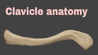 clavicle anatomy [upl. by Brelje431]