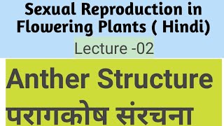 Anther StructureHindi परागकोष संरचना [upl. by Watkin929]