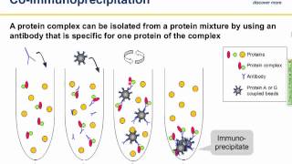 Immunoprecipitation IP principles and troubleshooting [upl. by Nerrat577]