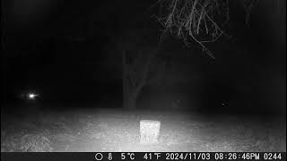 Such a pretty deer in the distance Walking on the edge of the shadows night1 trail camera [upl. by Tallou]