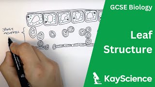 Structure of The Leaf  GCSE Biology  kaysciencecom [upl. by Silvano]