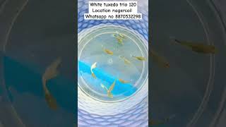 White tuxedo trio 120 shorts shortvideo Srbettasandguppies tuxedo guppyfishfarmindia fish [upl. by Angelina681]