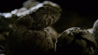 Hatching of Ancient Tuatara Reptiles  Wild New Zealand  BBC Earth [upl. by Courcy]