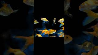 how to grow🐬 fishs in fish tank in telugu ytshorts shortvideo viralshorts trendingshort [upl. by Mackler324]