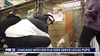 Chicago Wolves on Fox 32 Border Tails Rescue Thanksgiving visit [upl. by Hatti]