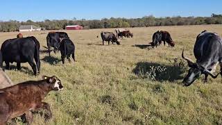 Would you like to buy some heifer cows [upl. by Anthe692]