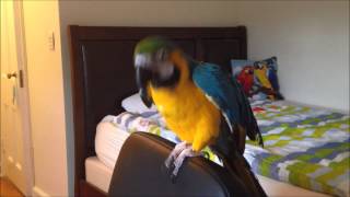 Macaw dances to the music from Rio Попугай танцует [upl. by Welcy]