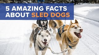 Iditarod Sled Dogs Facts To Know [upl. by Pearlman711]