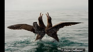 Petrel fight for food [upl. by Baerman978]