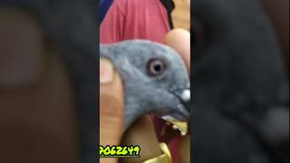 আপনি কি জানেন কবুতরের পা কেন লাল হয় viral viralvideo history trending foryou cute pigeon [upl. by Grantham307]